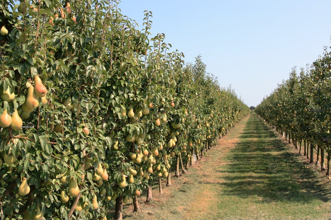 Gerber Farmer in the fields