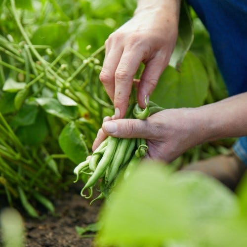 harvesting green beans