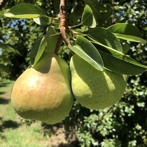 Pear Tree