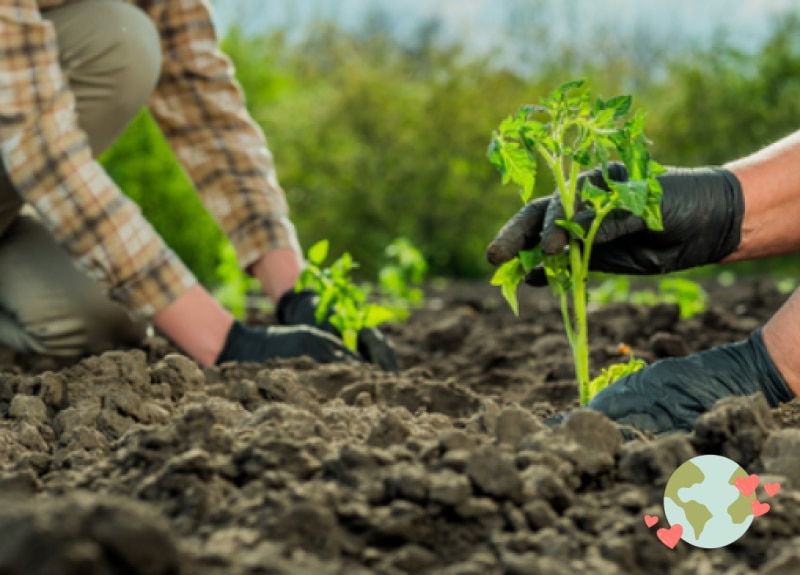 Reduced Tillage