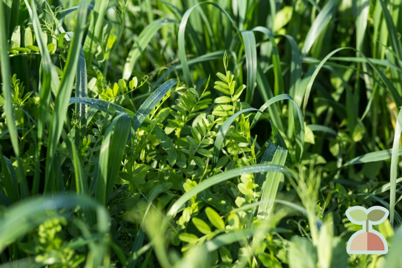 Cover Crops